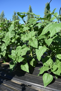 plantside