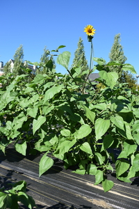 plantside