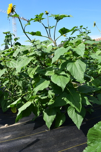 plantside