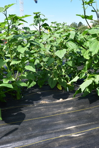 plantside