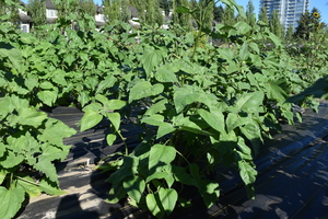 plantside