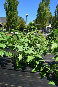 plantside