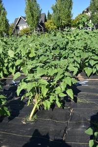 plantside