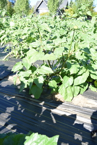 plantside