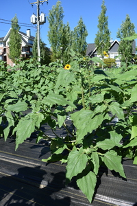 plantside