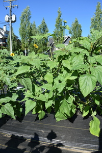 plantside