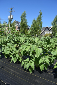 plantside