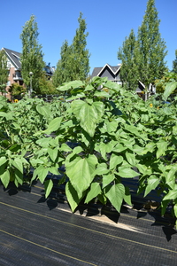 plantside