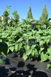 plantside