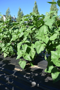plantside