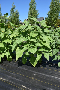 plantside