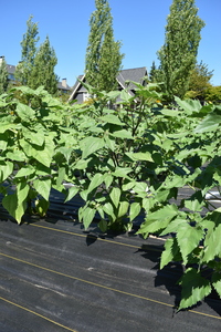 plantside