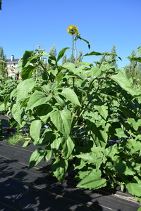 plantside