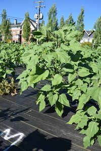 plantside