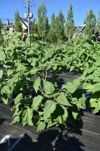 plantside