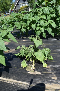 plantside
