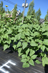 plantside