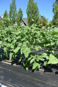 plantside