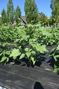 plantside