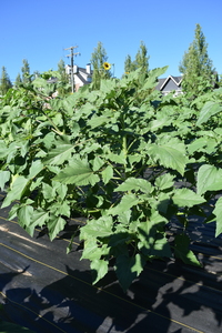 plantside