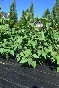 plantside