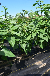 plantside