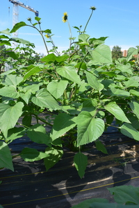 plantside