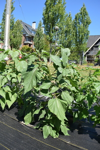 plantside