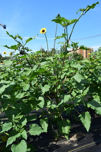 plantside