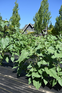 plantside