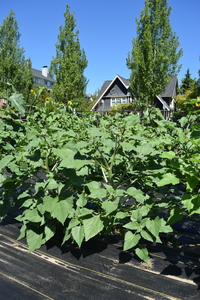 plantside