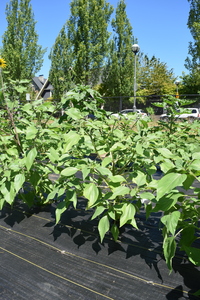plantside