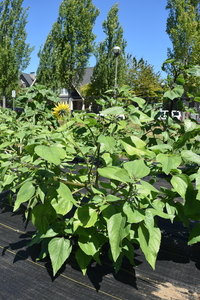 plantside