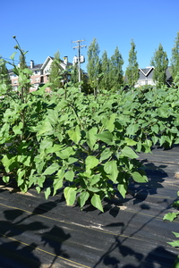 plantside