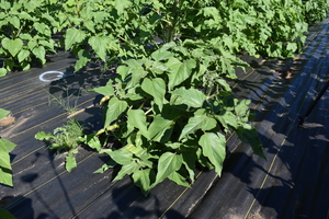 plantside