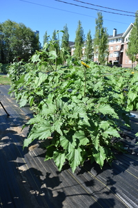 plantside