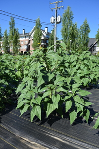 plantside