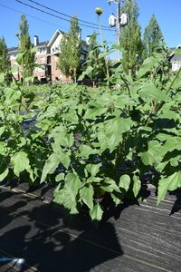 plantside