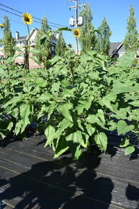 plantside