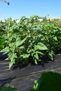 plantside