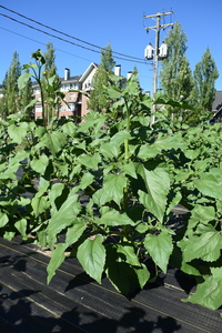 plantside