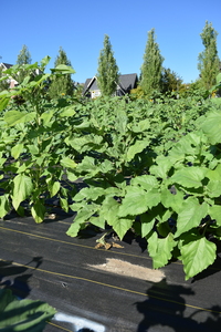 plantside