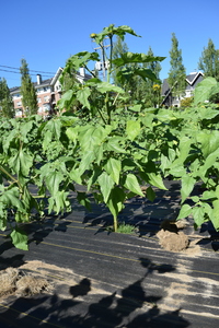 plantside