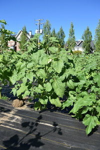 plantside
