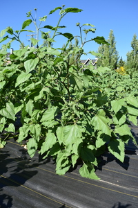 plantside