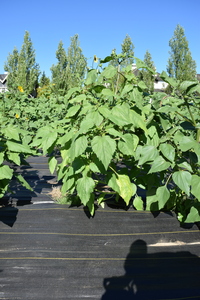 plantside