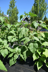 plantside