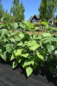 plantside