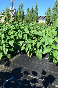 plantside