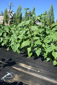 plantside